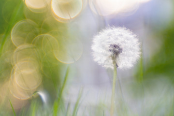 Faded Dandelions - Taraxacum officinale