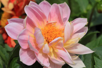 beautiful pink peony flower blooming in spring