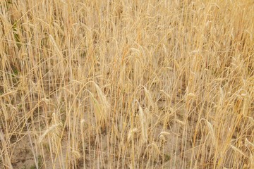wheat field