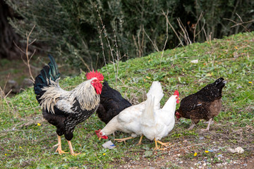 Rooster and Chickens. Free Range Cock and Hens