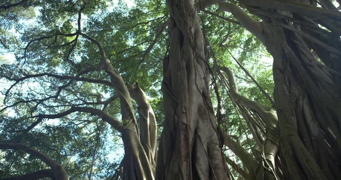 Track Right Low Angle Banyan Tree Forest Looking at Canopy Sunflare, 4K60p