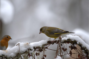 Männlicher Grünfink