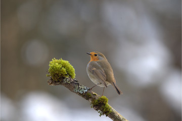 Rotkehlchen auf Ast
