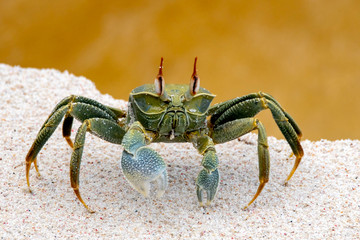 Fototapeta na wymiar Horned Ghost Crab