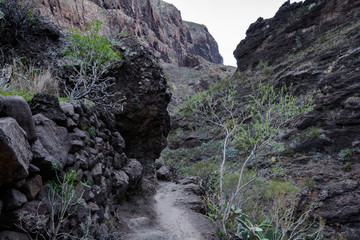 Obraz premium Hiking in Gorge Masca. Volcanic island. Mountains of the island of Tenerife, Canary Island, Spain.