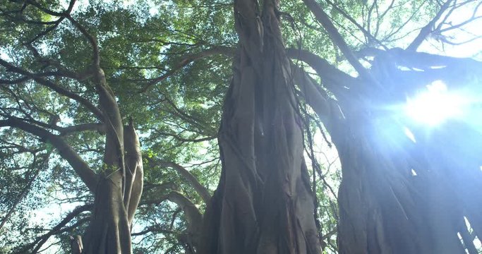 Track Right Low Angle Banyan Tree Forest Looking at Canopy Huge Sunflare, 4K60p