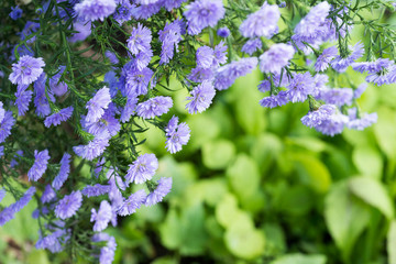 緑をバックに紫のクジャクソウの花花