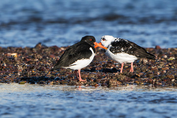 Eurasian Oystercatcher, Oystercatchers, Haematopus ostralegus
