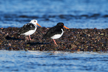 Eurasian Oystercatcher, Oystercatchers, Haematopus ostralegus
