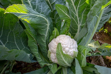 A white cauliflower surrounded by its leaves in a planted field