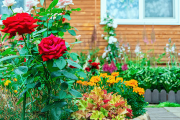 Bushes roses near the house outdoors. Landscape gardening. Ornamental gardening.