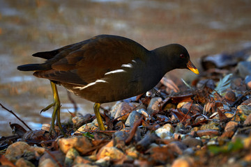 Common Moorhen or European Moorhen (Gallinula Chloropus) searching for food