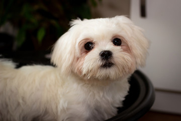 Белая пушистая собака