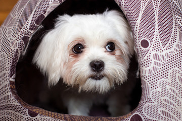 Белая пушистая собака