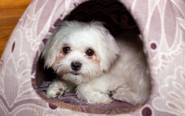 Белая пушистая собака