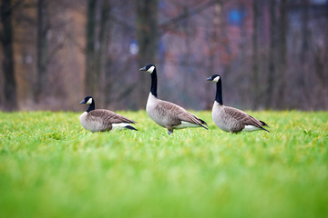 Three Canada Geese In The Grass (Branta Canadensis)