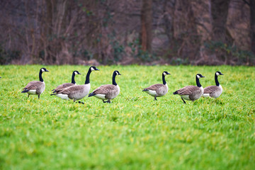 Canada Geese In The Grass (Branta Canadensis)