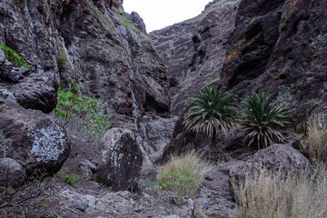Hiking in Gorge Masca. Volcanic island. Mountains of the island of Tenerife, Canary Island, Spain.