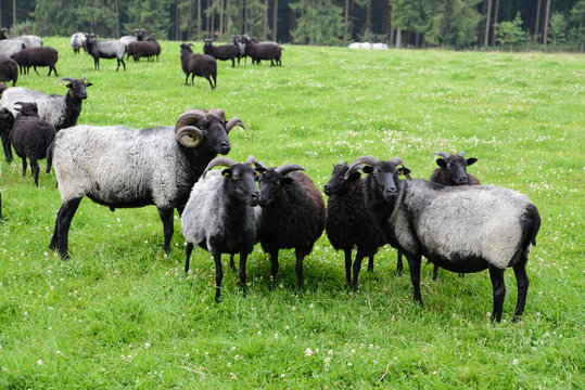 Schnuckenbock Bilder – Durchsuchen 30 Archivfotos, Vektorgrafiken und ...