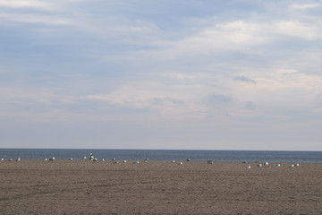 Gaviotas