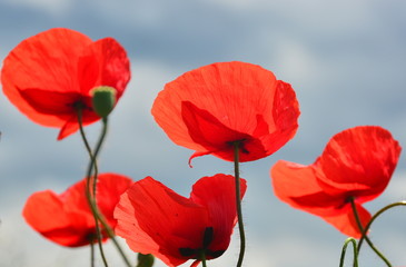 Fototapeta na wymiar red poppies on blue sky background