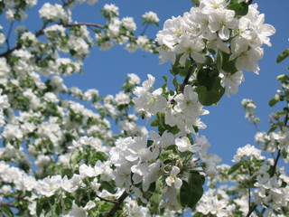 blooming cherry tree in spring