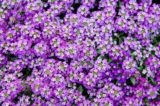 Dark Knight Sweet Alyssum flower in purple.