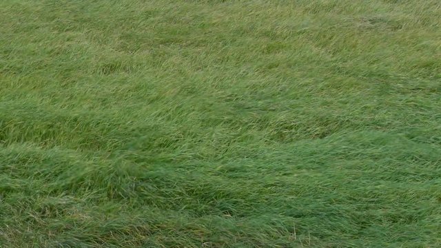 Long green grass moving in the wind during a stormy day in summer