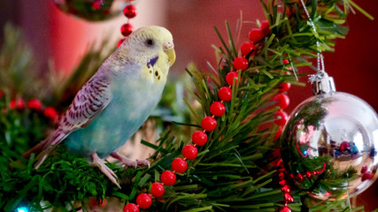 christmas tree budgerigar
