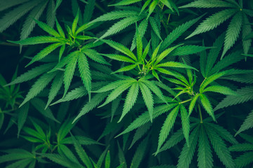 Naklejka na ściany i meble marijuana farm plant leaves