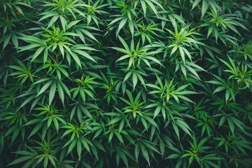 marijuana wallpaper background cannabis weed pattern