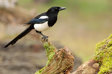 Common magpie. Pica pica