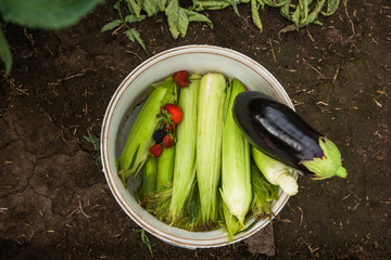 vegetables from the garden, natural products