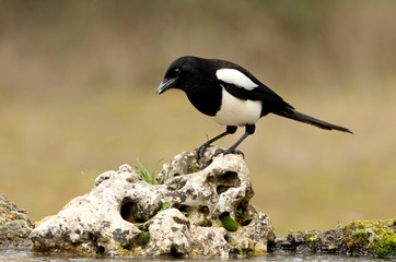 Common magpie. Pica pica