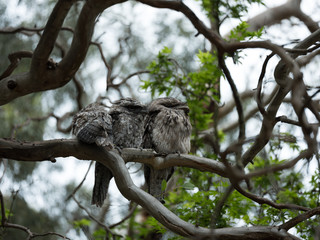 birds on a tree