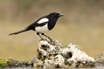 Common magpie. Pica pica