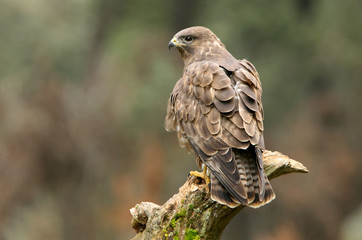 Common buzzard, Buteo buteo