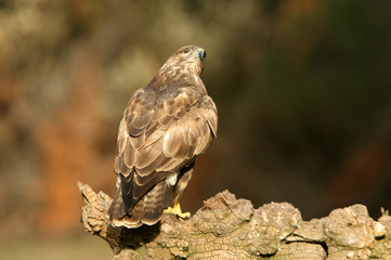 Common buzzard, Buteo buteo