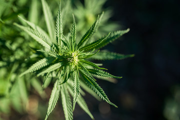 Fototapeta na wymiar marijuana medical