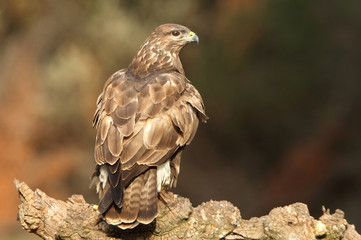 Common buzzard. Buteo buteo