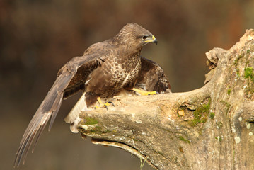 Common buzzard. Buteo buteo