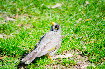 Beautiful young Noisy Miner bird on the green grass in a sunshine day at Sydney, Australia.