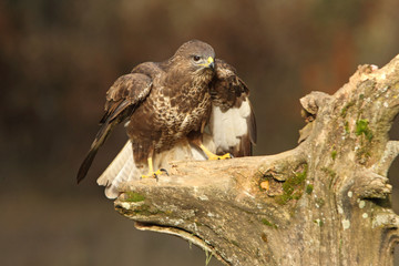 Common buzzard. Buteo buteo