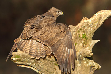 Common buzzard. Buteo buteo