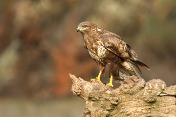 Common buzzard. Buteo buteo