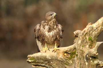 Common buzzard. Buteo buteo