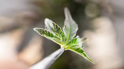 leaf marijuana plant