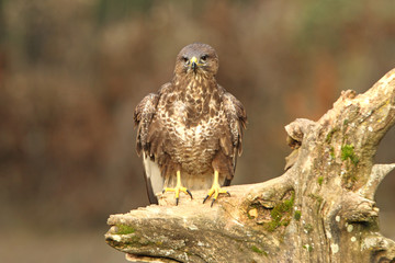 Common buzzard. Buteo buteo