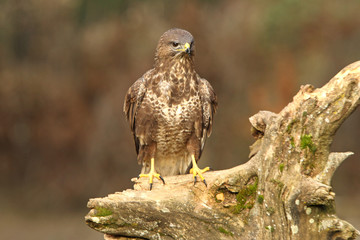 Common buzzard. Buteo buteo