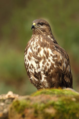 Common buzzard, Buteo buteo